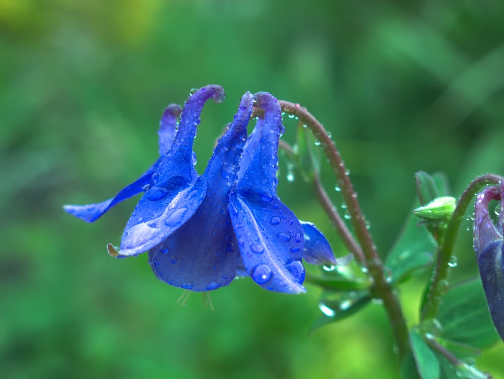 uma flor azul com gotas de água sobre ela