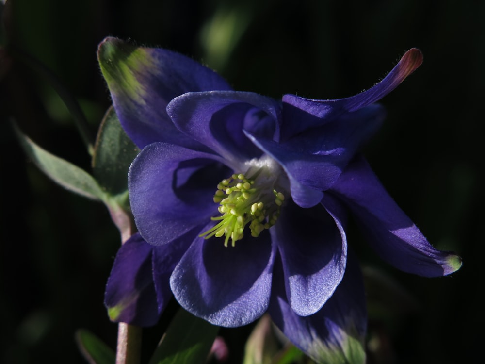 a close up of a purple flower with green leaves