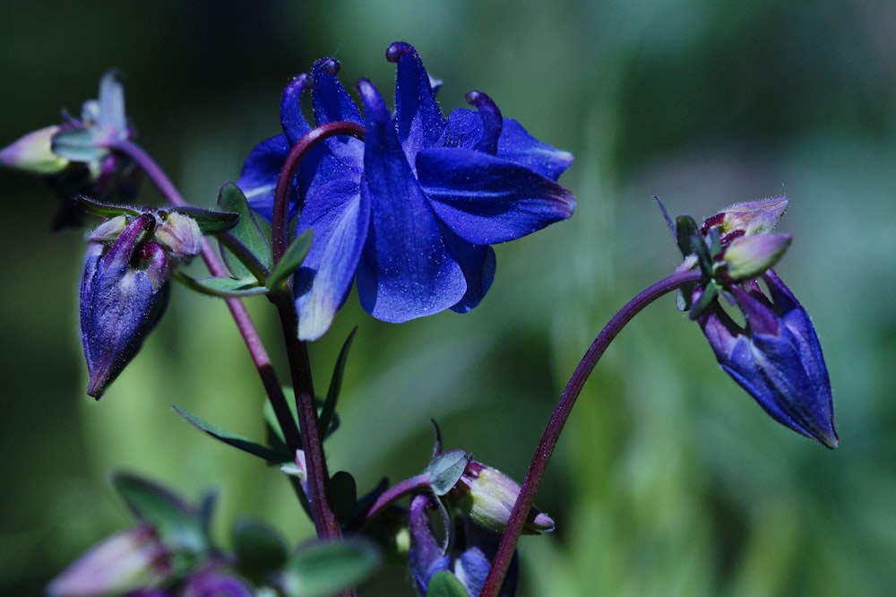 un gros plan d’une fleur bleue avec un arrière-plan flou