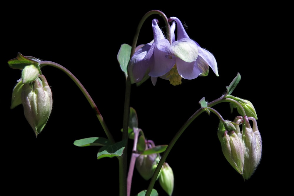 un gros plan d’une fleur avec un fond noir