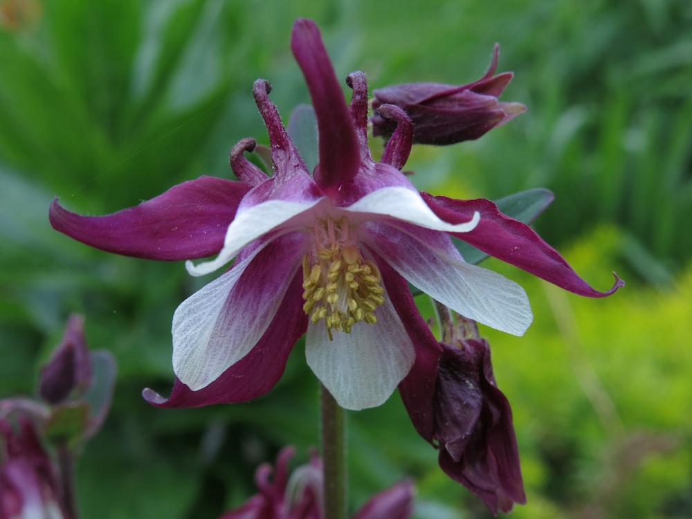 a close up of a purple and white flower