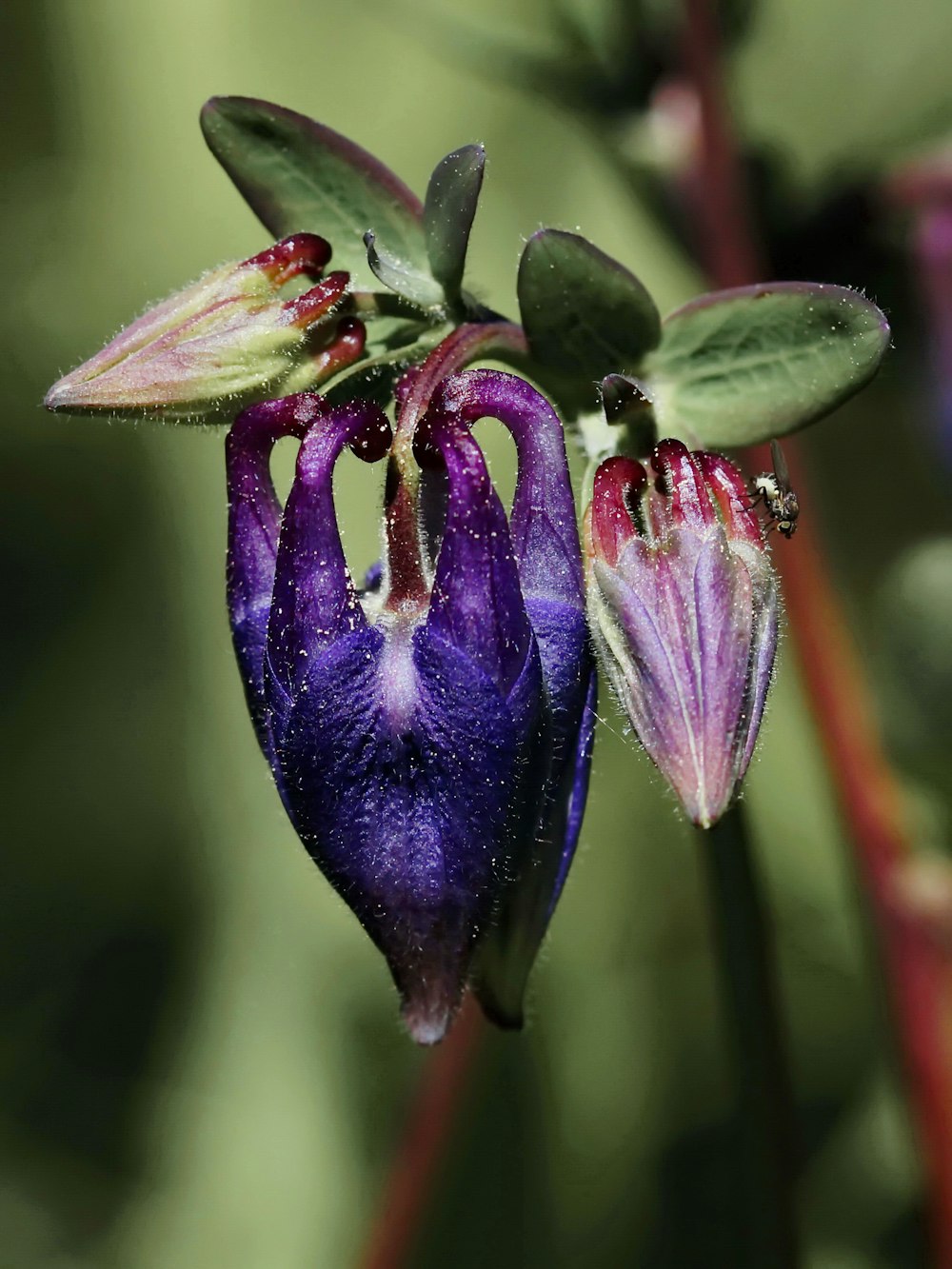 un gros plan d’une fleur avec des gouttelettes d’eau dessus