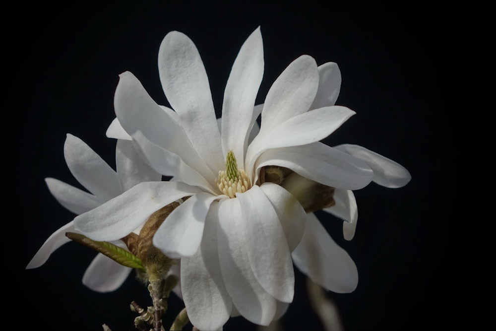 a close up of a white flower on a black background