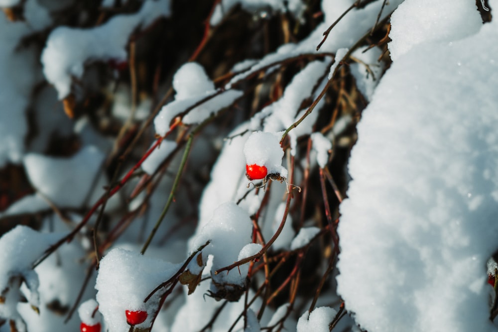 a bush covered in snow with red berries