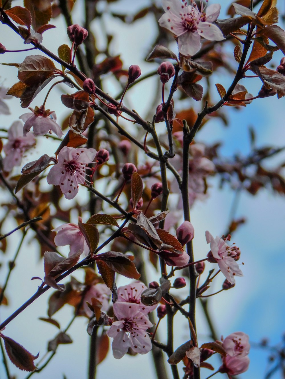 a close up of a tree with pink flowers