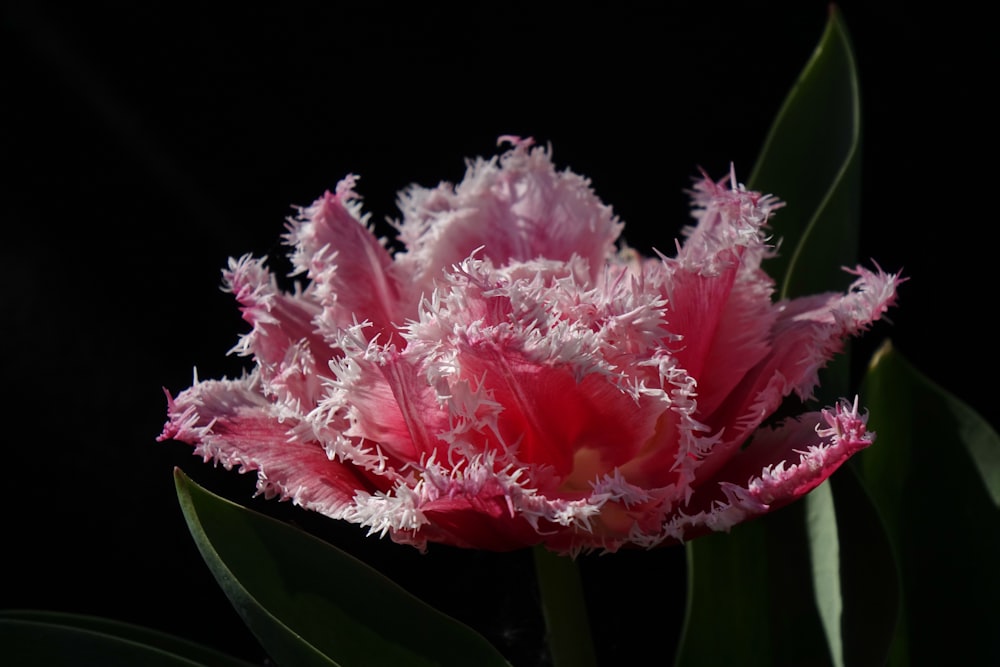 a close up of a pink flower on a black background