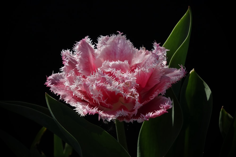 a close up of a pink flower on a black background