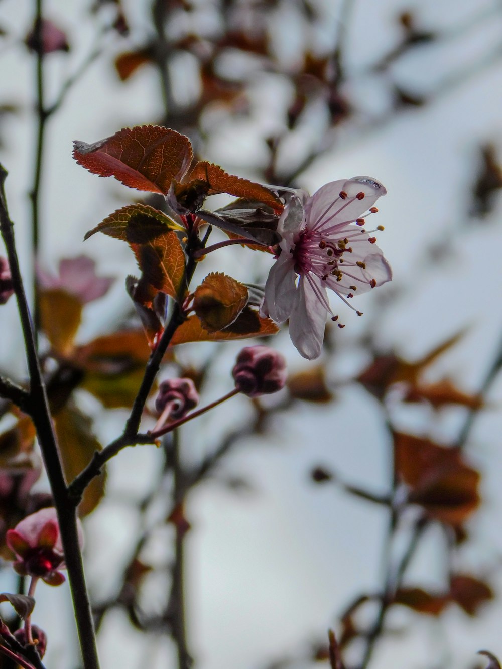 a close up of a flower on a tree