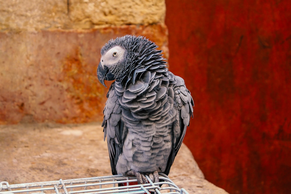 a black and gray parrot sitting on a cage