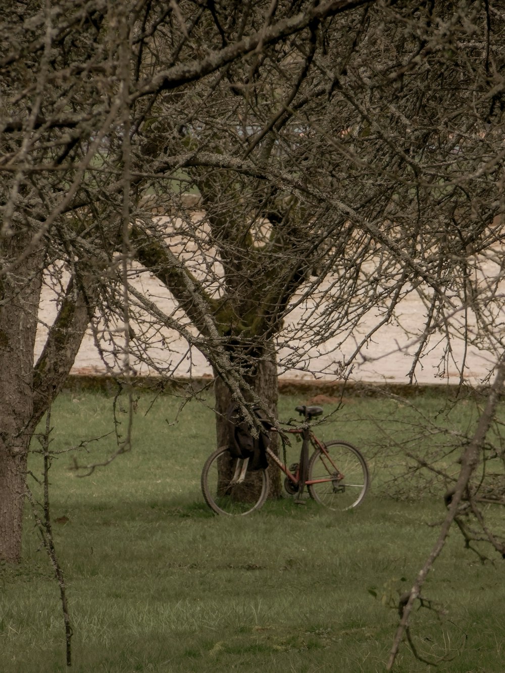 a bicycle parked in the grass next to a tree