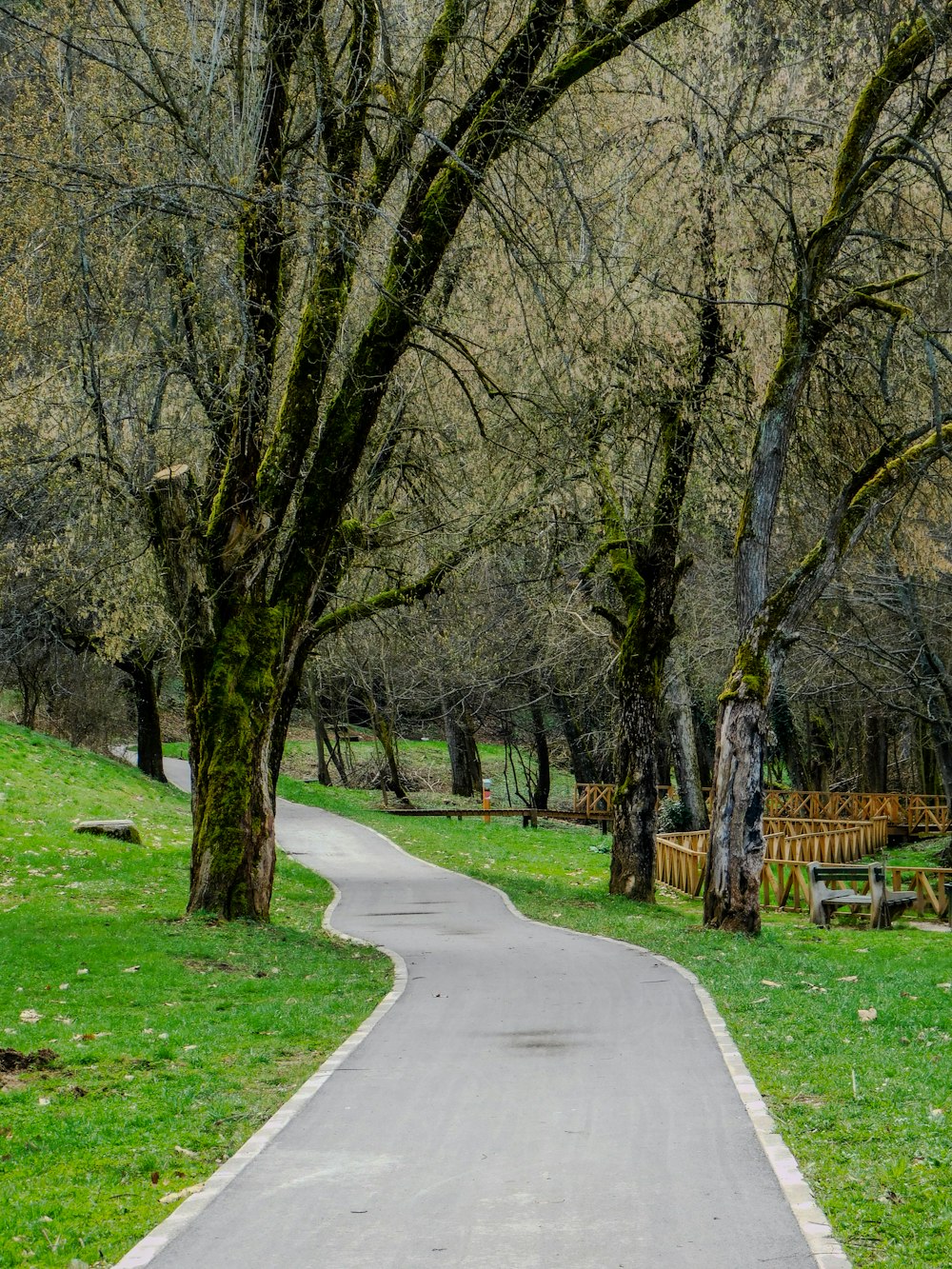 a paved path in a park with benches and trees