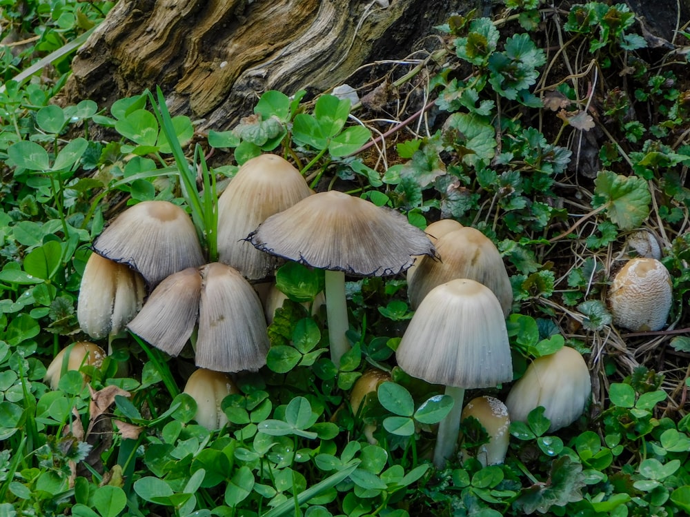 a group of mushrooms sitting on the ground next to a tree