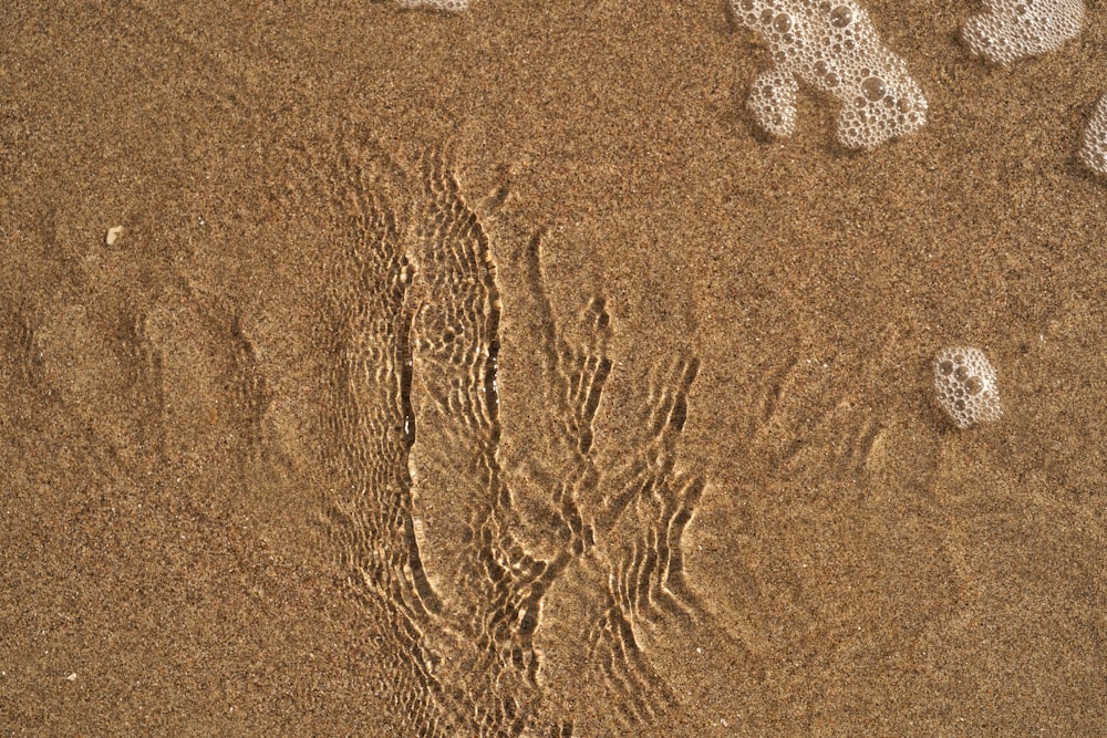 a bird's footprints in the sand on a beach