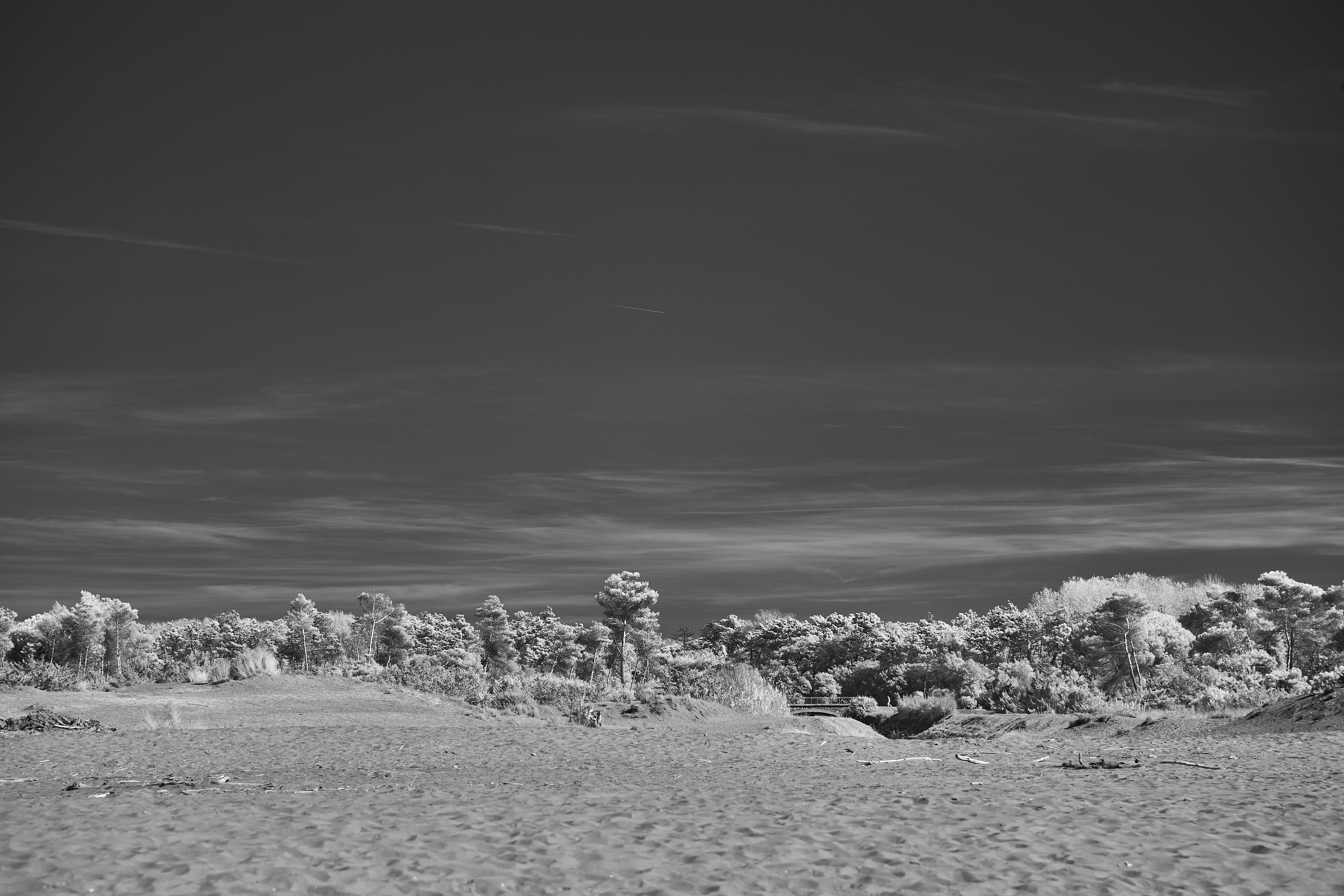 Photo by wolfgang_hasselmann