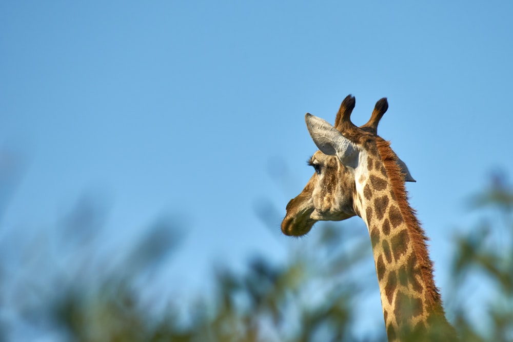 a close up of a giraffe with trees in the background
