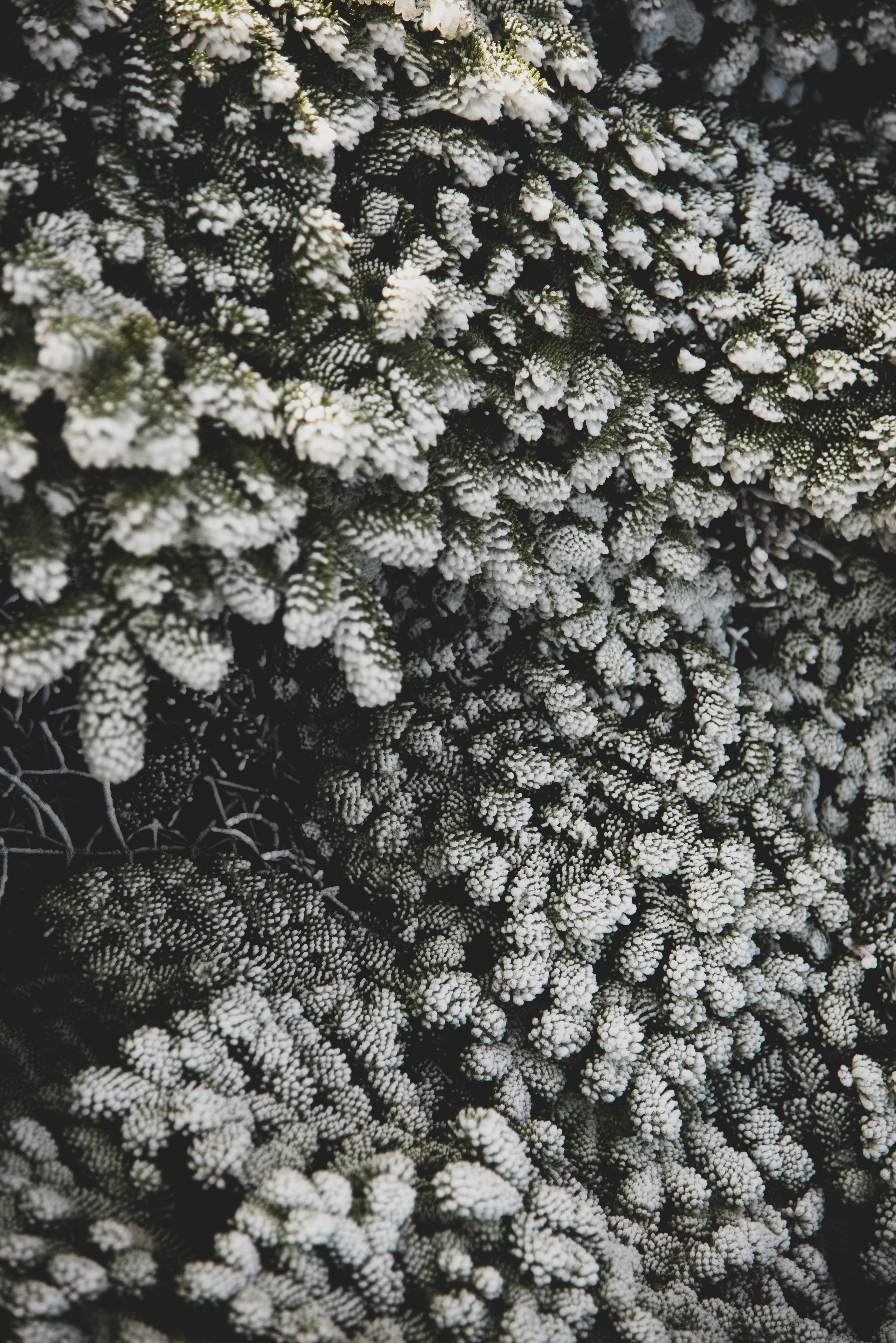 um close up de um ramo de flores brancas