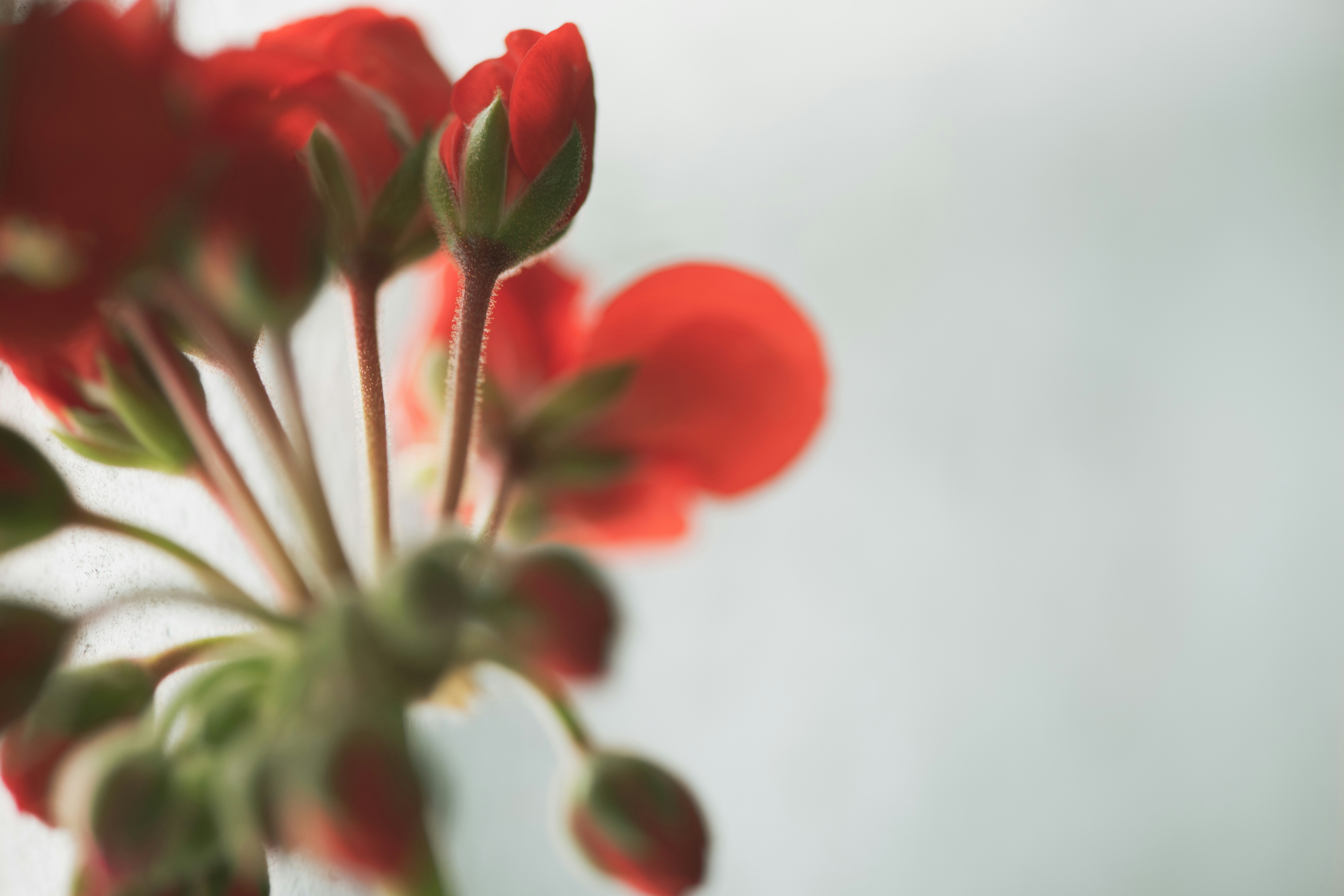 a bunch of red flowers in a vase