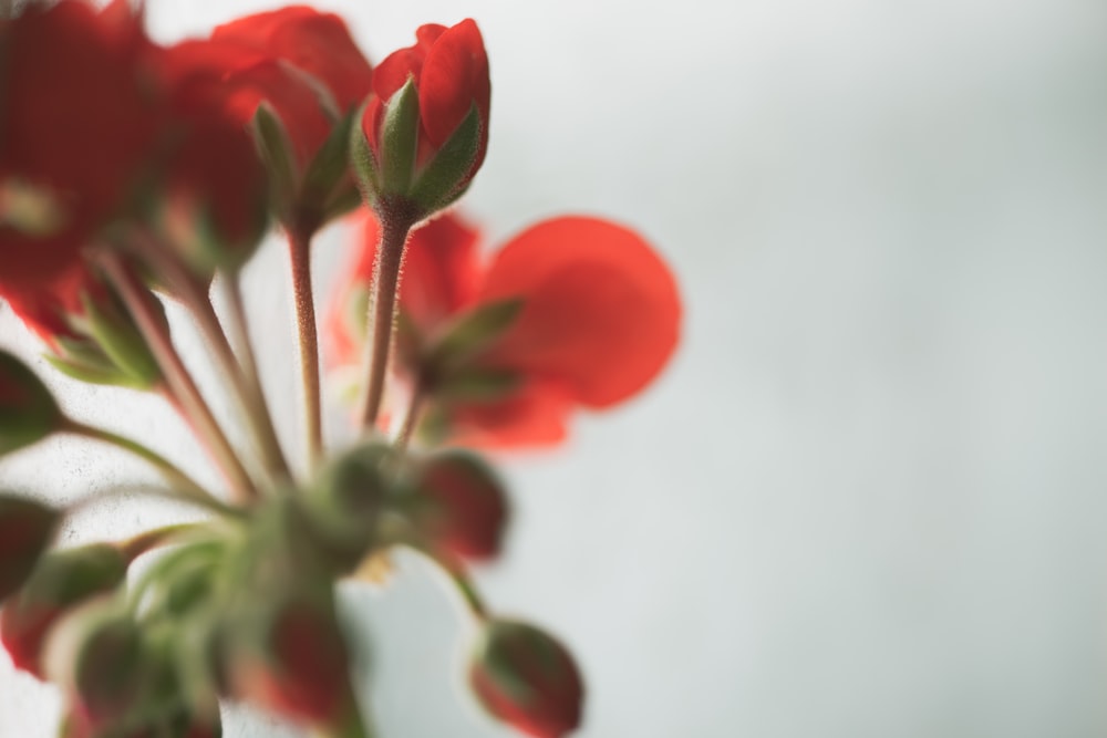 a bunch of red flowers in a vase