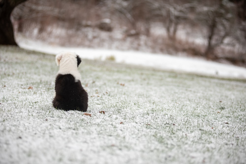 a small black and white dog sitting in the snow