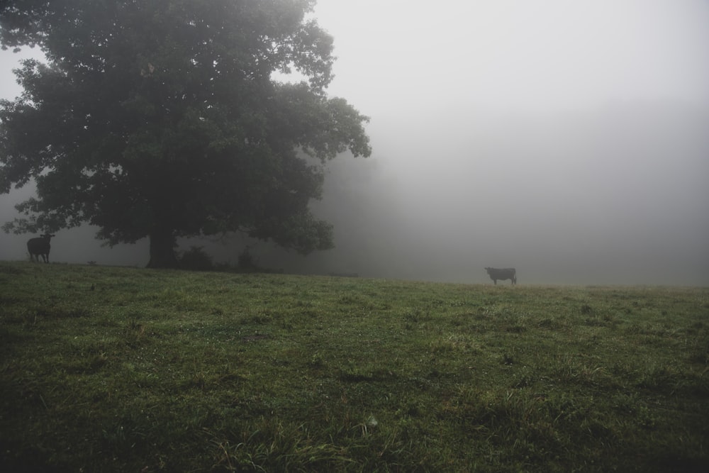 a couple of cows standing on top of a lush green field