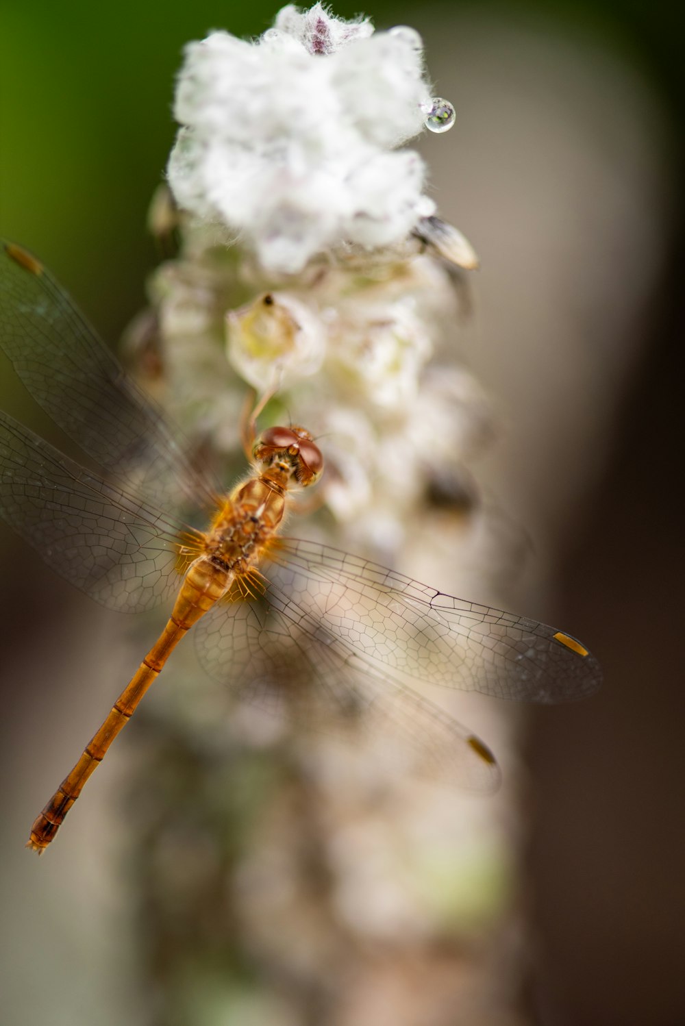 a close up of a dragonfly on a flower