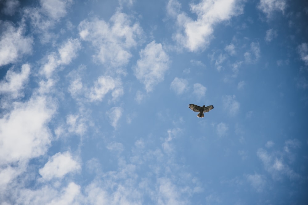 a bird flying high up in the sky