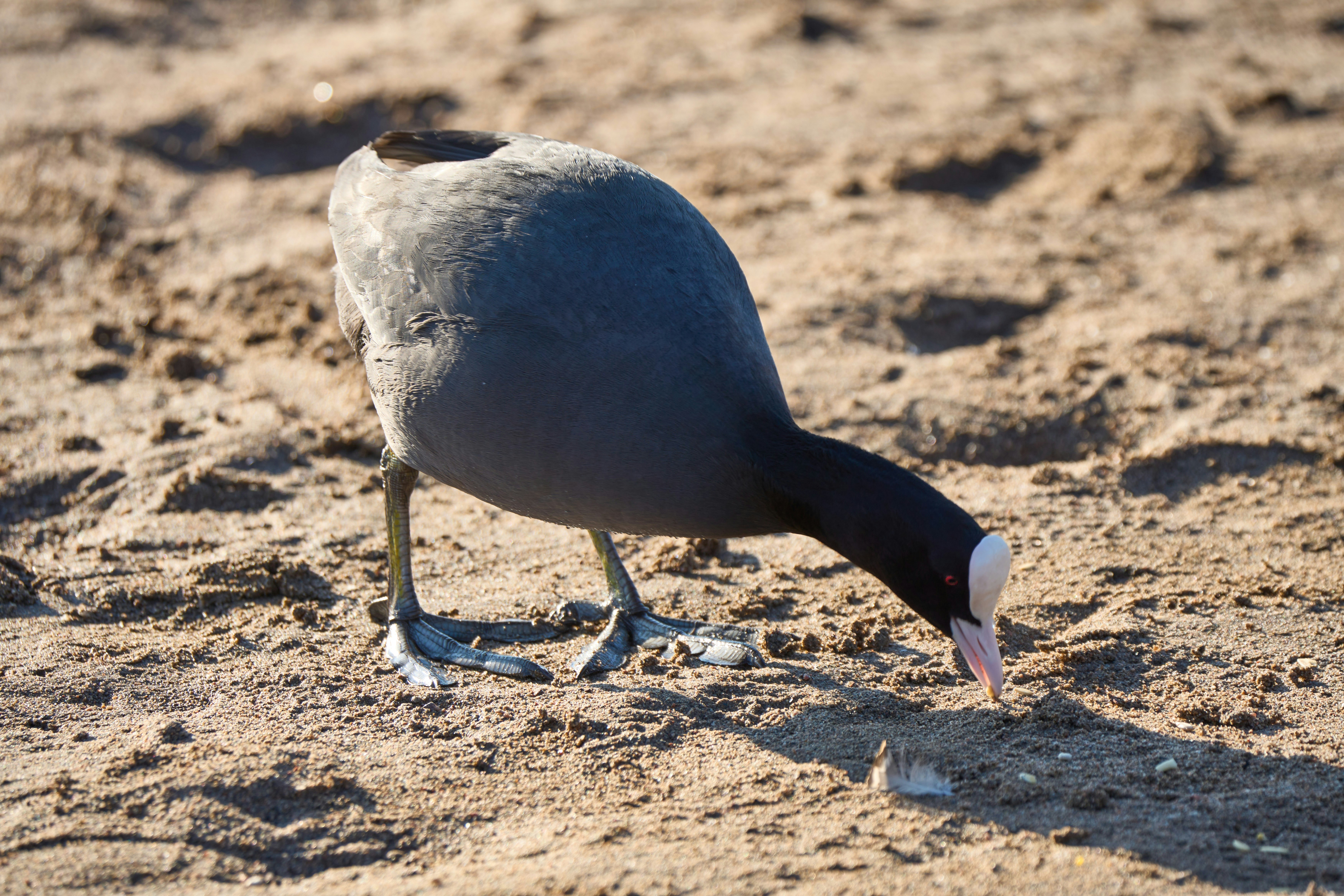 Photo by wolfgang_hasselmann