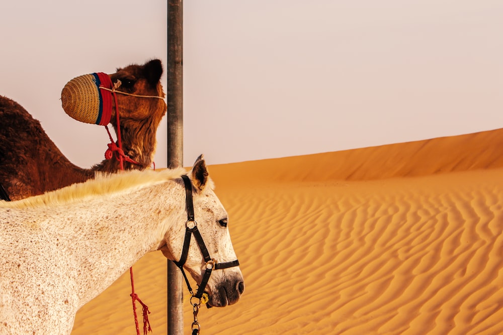 a white horse with a saddle on its back