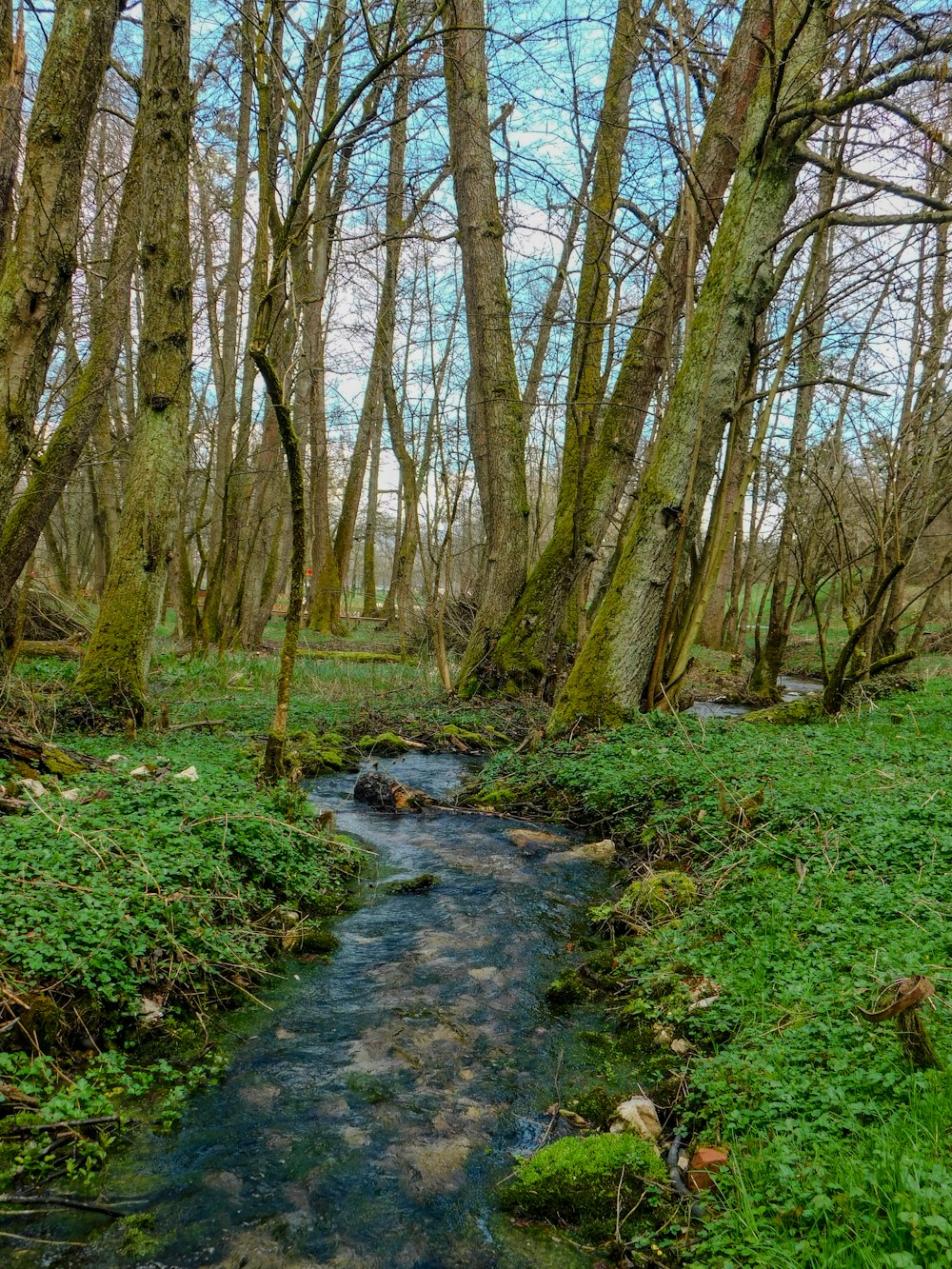 a stream running through a lush green forest