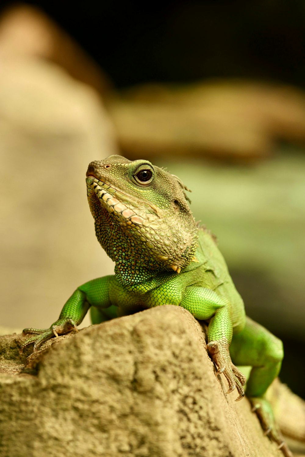 un lagarto verde sentado en lo alto de una roca
