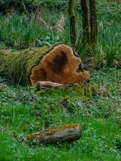a tree that is laying down in the grass