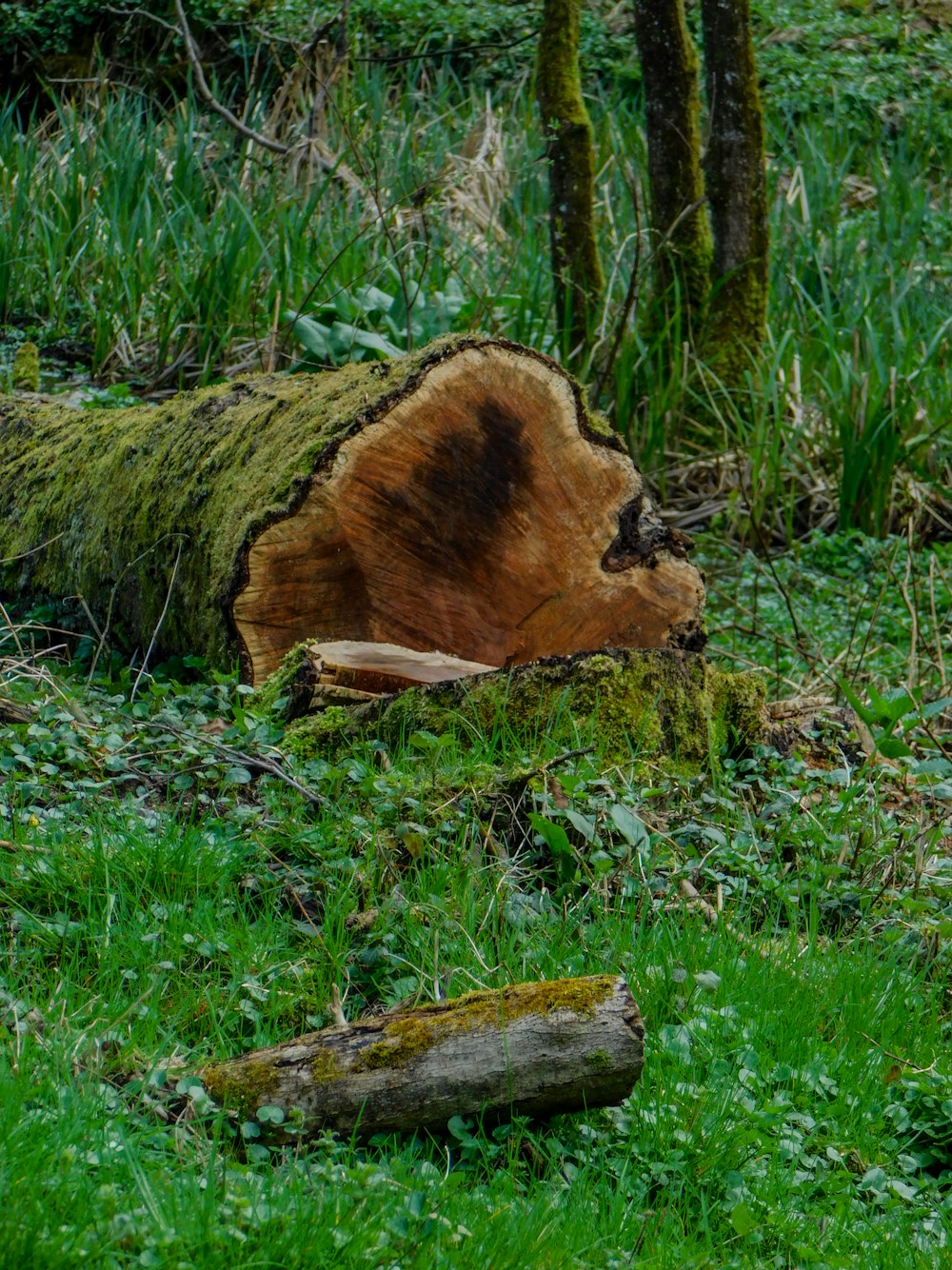 a tree that is laying down in the grass