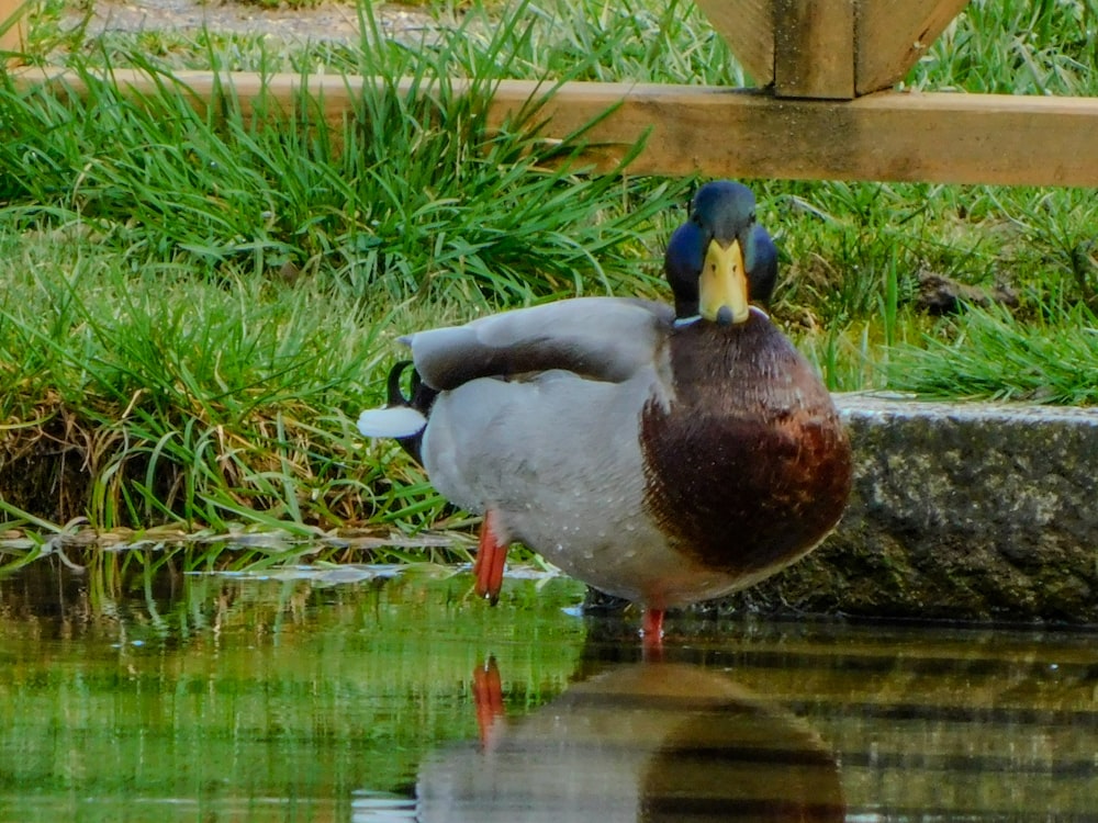 a duck standing on the edge of a body of water