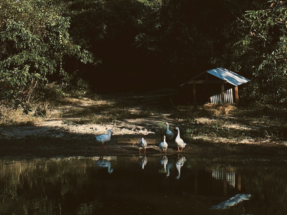 a group of ducks standing around a pond