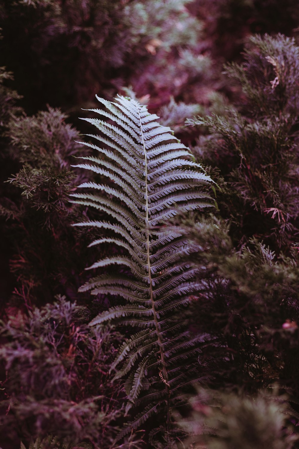 a fern leaf in the middle of a forest