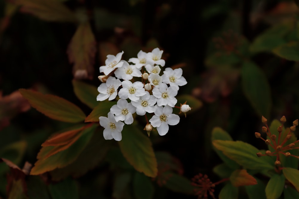a cluster of white flowers surrounded by green leaves
