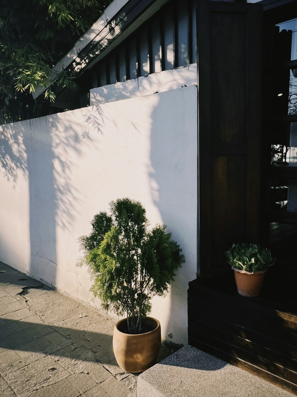 a potted plant sitting next to a white wall