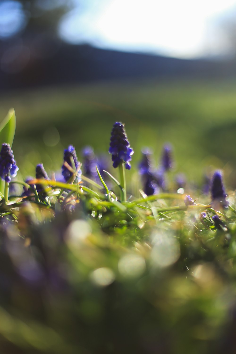 a close up of some purple flowers in the grass