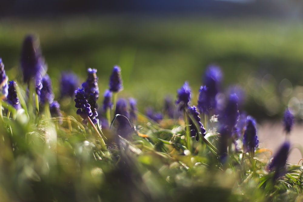 a bunch of purple flowers that are in the grass