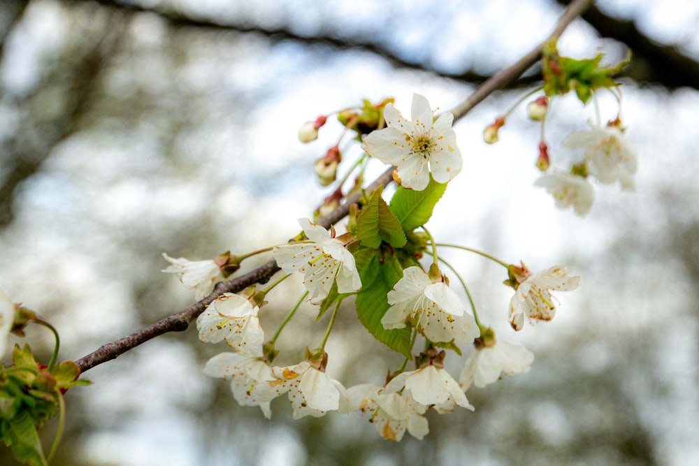 a branch with white flowers and green leaves