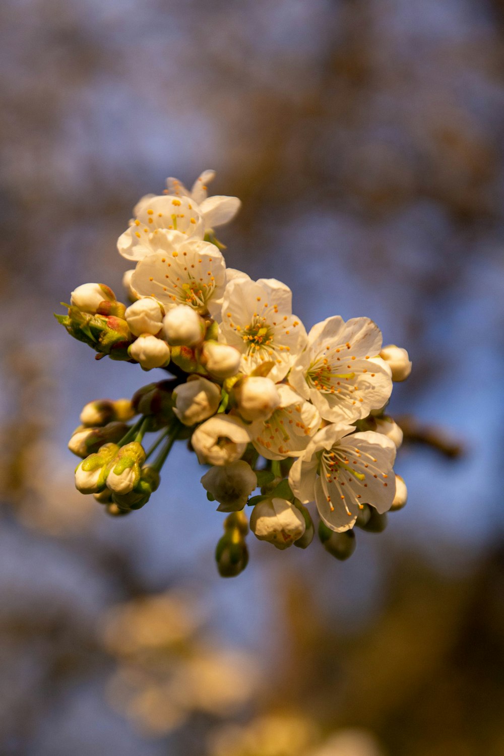 a close up of a flower on a tree branch