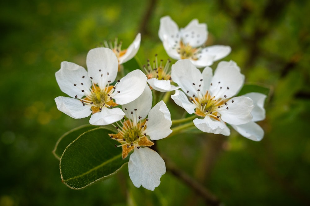 a group of white flowers with green leaves