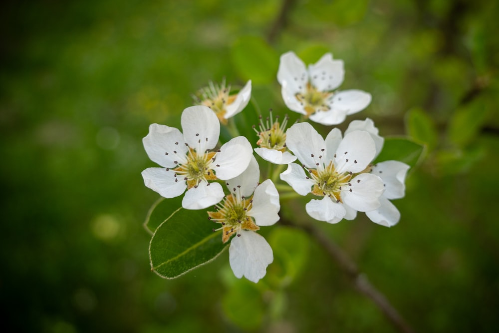 a group of white flowers sitting on top of a green leaf covered tree