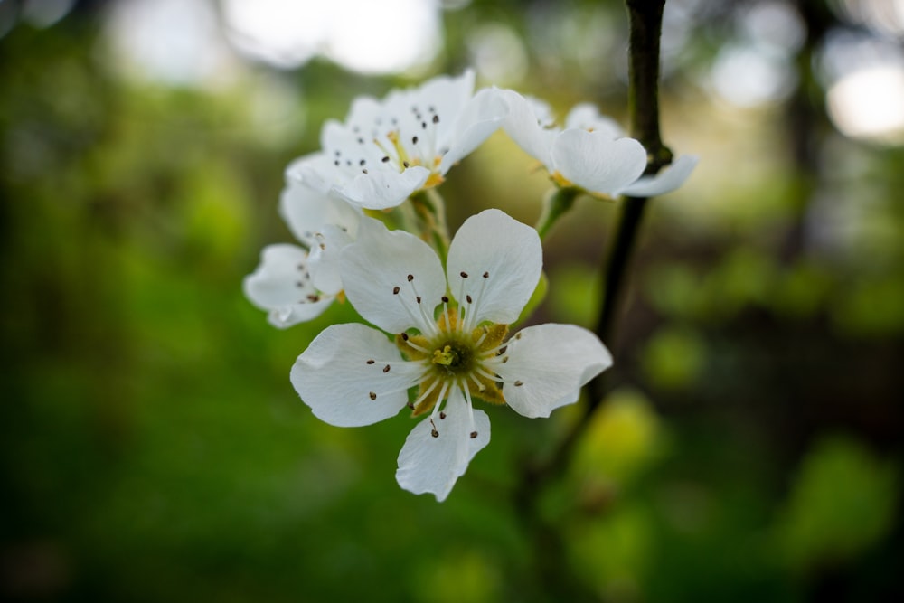 a close up of a white flower on a tree