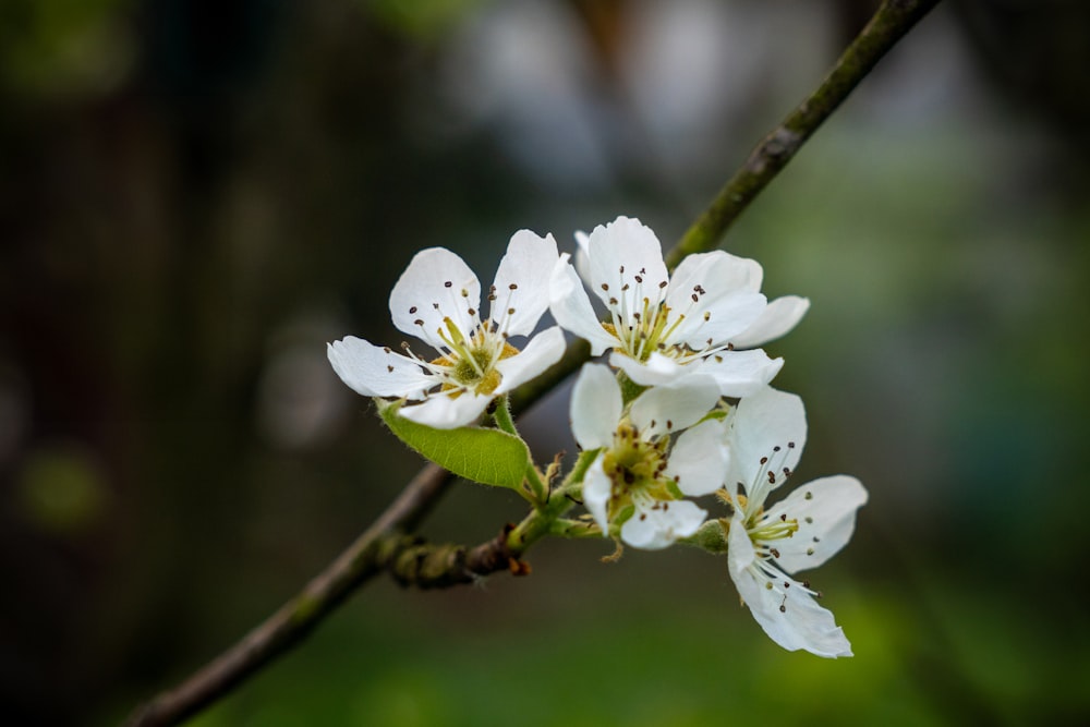 a close up of a flower on a tree branch