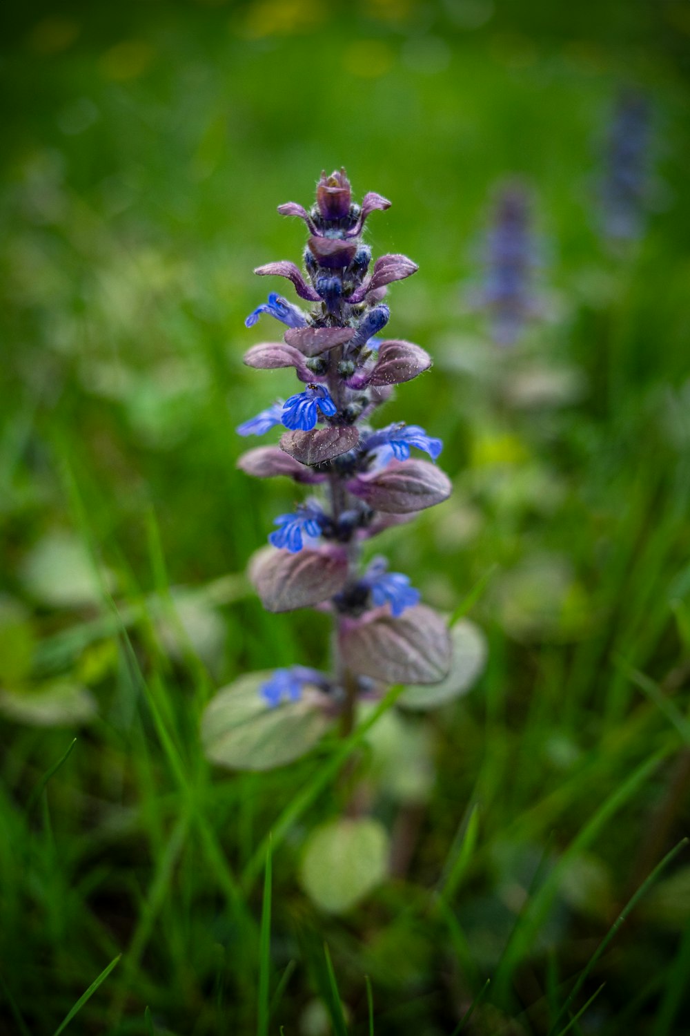 a close up of a purple flower in a field