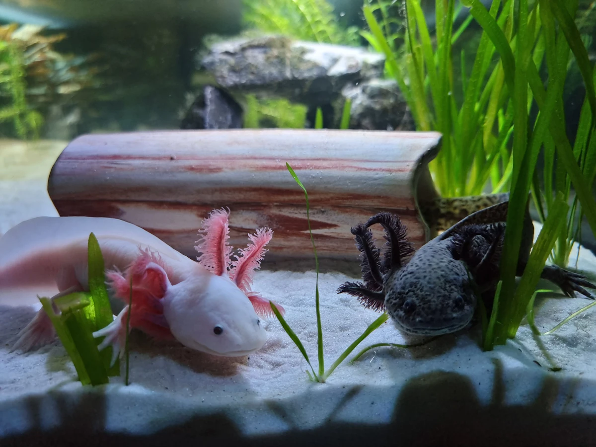 イモリ・ウーパールーパー