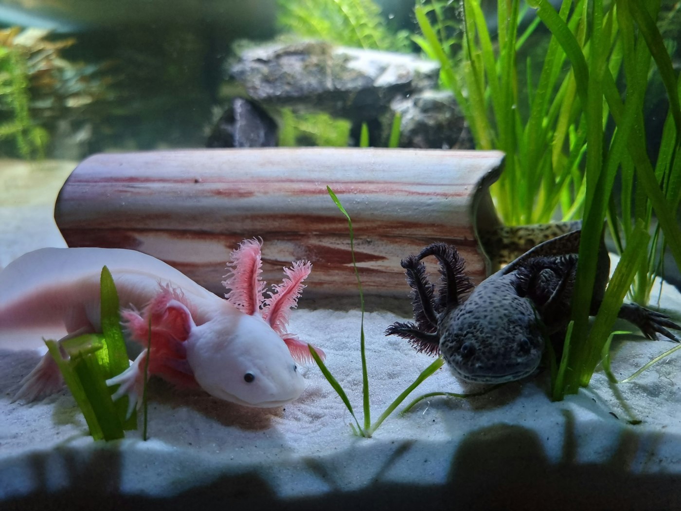 Axolotl resting on the bottom of a freshwater habitat