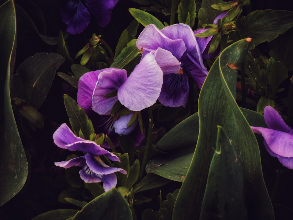 a group of purple flowers sitting on top of green leaves
