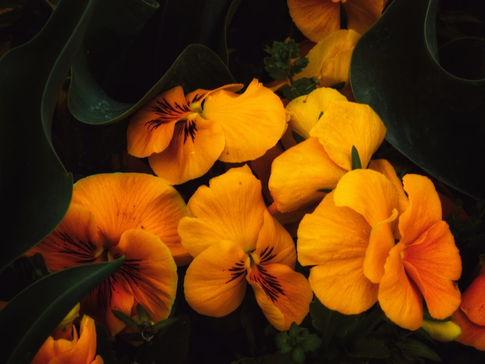 a bunch of yellow flowers with green leaves